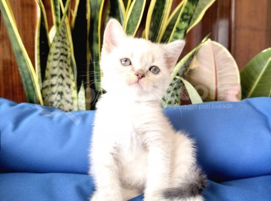 British Shorthair Yavruları görsel