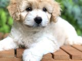 Particolor Maltıpoo Yavrumuz