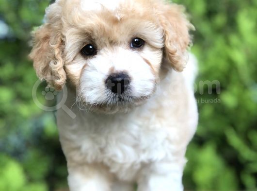 Particolor Maltıpoo Yavrumuz görsel