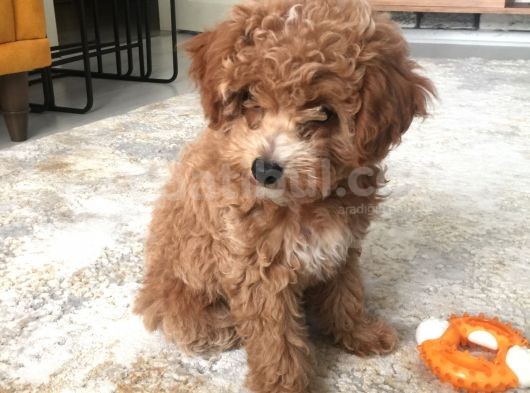 İki Bucuk Aylık Toy Poodle