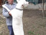 Kalitenin Tek Adresi Dogo Argentino Yavrular