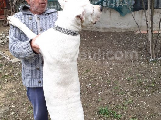 Kalitenin Tek Adresi Dogo Argentino Yavrular görsel