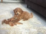 İki Bucuk Aylık Toy Poodle