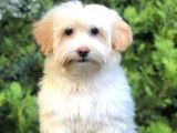 Wc Eğitimli Maltipoo Yavrumuz