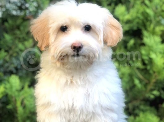 Wc Eğitimli Maltipoo Yavrumuz