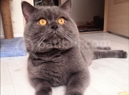 Scottish Straight Ve British Shorthair Golden Erkek Yavrular görsel