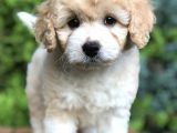 Particolor Maltıpoo Yavrumuz