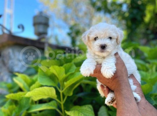Tatli Maltese Terri̇er
