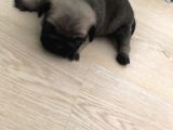Safkan Pug Evde Doğumlu