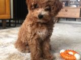 İki Bucuk Aylık Toy Poodle