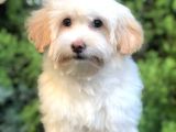 Wc Eğitimli Maltipoo Yavrumuz