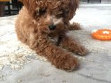 İki Bucuk Aylık Toy Poodle