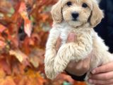 Malti̇poo Bebek A Kali̇te Bebekleri̇mi̇z
