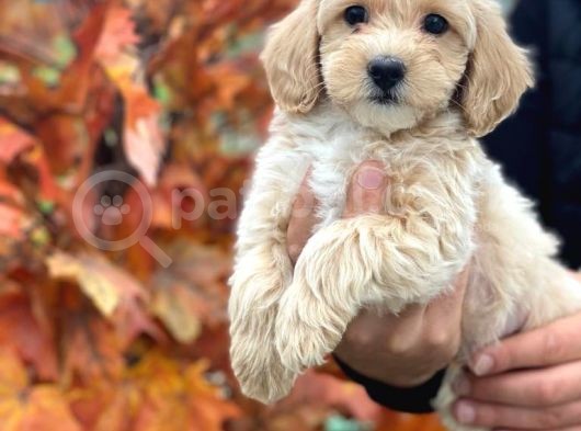 Malti̇poo Bebek A Kali̇te Bebekleri̇mi̇z görsel