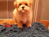 Malti̇poo Bebek a Kali̇te Bebekleri̇mi̇z