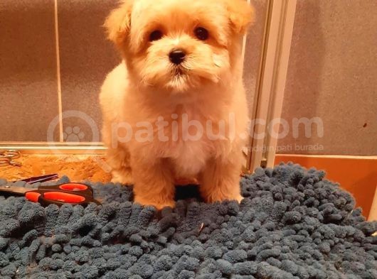 Malti̇poo Bebek A Kali̇te Bebekleri̇mi̇z
