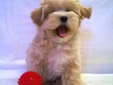 Süper Kali̇te Malti̇poo Bebek