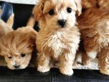 Pasaportlu Malti̇poo Yavrularimiz