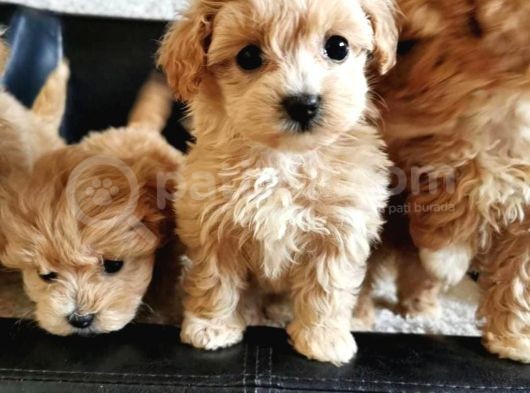 Pasaportlu Malti̇poo Yavrularimiz görsel