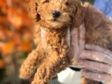 Pasaportlu Poodle Toy Yavrularimiz