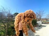 Pasaportlu Poodle Bebekleri̇mi̇z