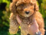 Pasaportlu Poodle Bebekleri̇mi̇z