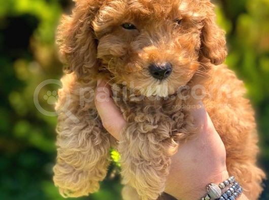 Pasaportlu Poodle Bebekleri̇mi̇z görsel