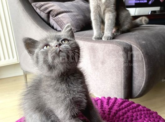 Scottish Straight Ve British Shorthair Golden Erkek Yavrular görsel