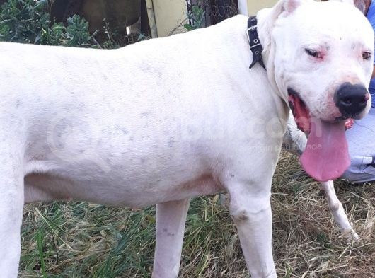 Kalitenin Tek Adresi Dogo Argentino Yavrular