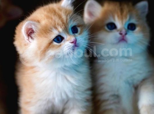 Golden British Shorthair görsel