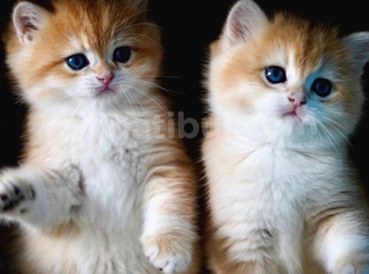 Golden British Shorthair görsel