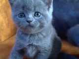 Safkan Irk Britihs Shorthair&Scottish Fold Bebişler
