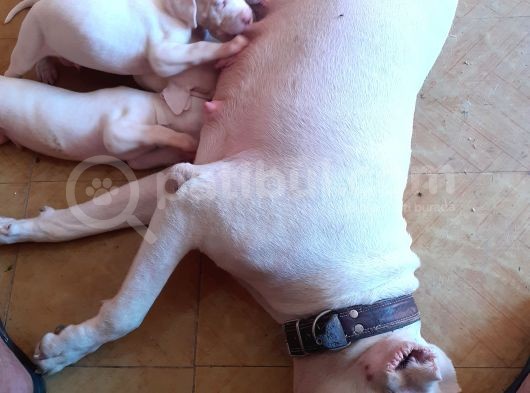 A Kalite Dogo Argentino  Yavrularimiz