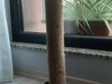 4.5 Aylık Schottis