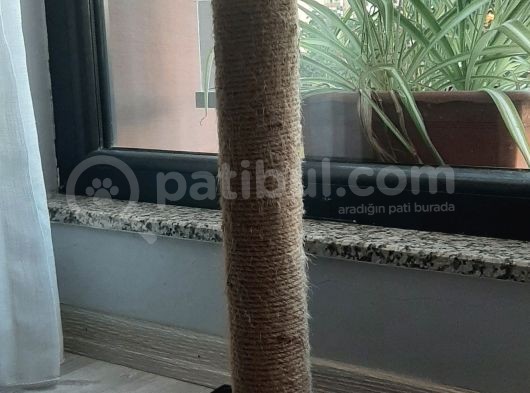 4.5 Aylık Schottis görsel