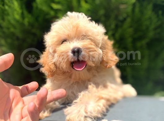 Irkinin En İyi̇si̇ Safkan Malti̇poo Ki̇zi̇mi̇z