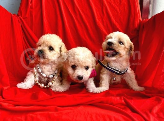 Maltipoo Mix Irk Yavrular görsel