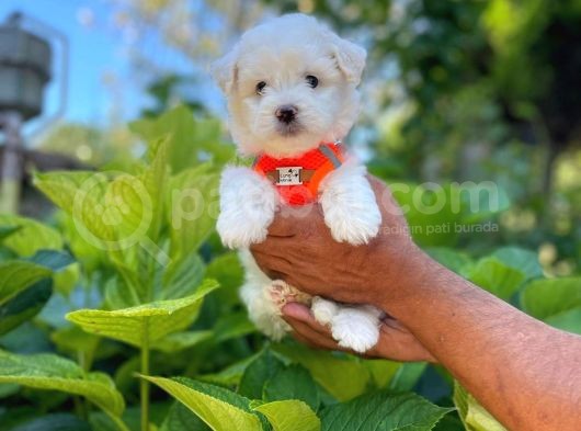 Prenses Kızımız Maltese Terrier
