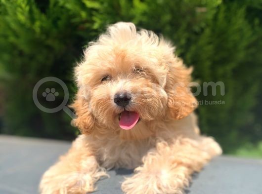 Irkinin En İyi̇si̇ Safkan Malti̇poo Ki̇zi̇mi̇z görsel