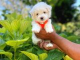 Prenses Kızımız Maltese Terrier
