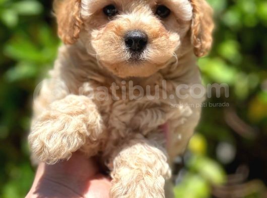 Toy Poodle Yavrular görsel