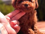 Toy Poodle Yavrular