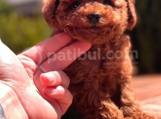Toy Poodle Yavrular görsel