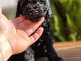 Toy Poodle Yavrular