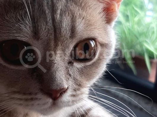 4.5 Aylık Schottis görsel