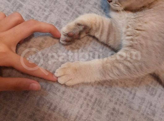 4.5 Aylık Schottis görsel