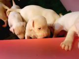 A Kalite Dogo Argentino  Yavrularimiz