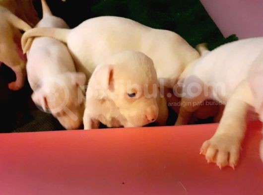 A Kalite Dogo Argentino  Yavrularimiz görsel