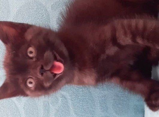 British Shorthair Yavrular görsel