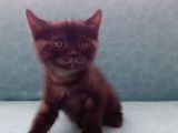 British Shorthair Yavrular